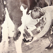Hillston, milking time